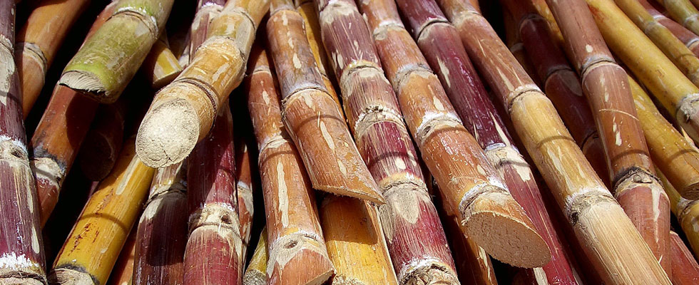 Producers seek sugar imports ban